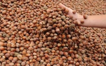 Fındık Altına dönüşüyor !