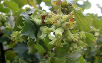 Fındık Bahçeleri Üreticinin Yüzünü Güldürecek gibi.