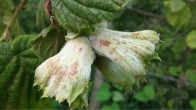 FINDIKTA KÜLLEME İLE MÜCADELE ZAMANI