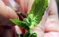 Fındıkta 'yalancı bahar' tehlikesi