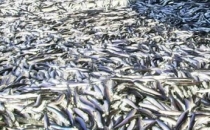 Hamsi Rusya'ya kaçtı fiyatlar fırladı.