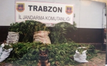 Trabzon'da esrar ormanı