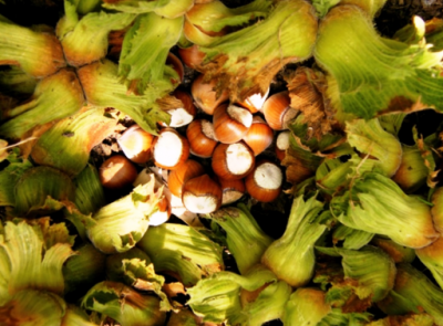 Türk Fındığının Dünyaya Açılan Kapısı 