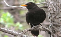 Yokuşbaşı'nda kar ile birlikte Av başladı.